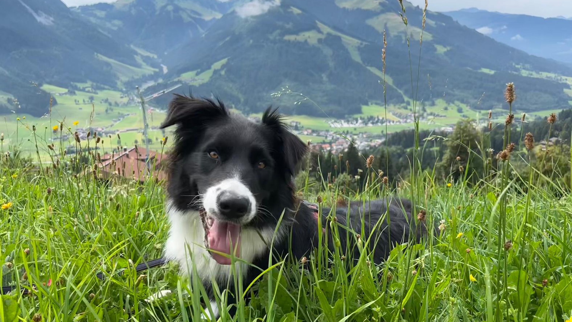 Kubo, the friendly hotel dog of Boutique Hotel Alpenhof, relaxing in the alpine meadows of St. Martin am Tennengebirge