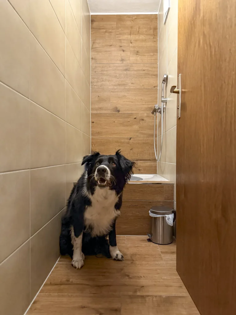 A dog sitting beside the shared dog shower at Hotel Alpenhof