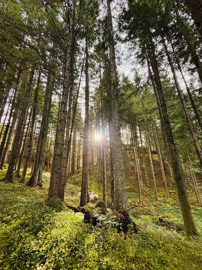 Sonnenlicht zwischen den Bäumen