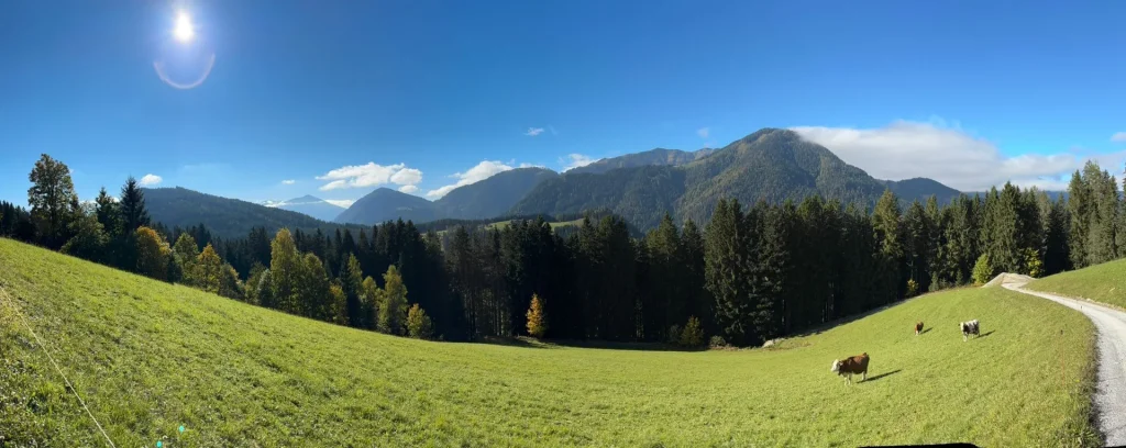 Koeien in een uitgestrekte groene alpenweide