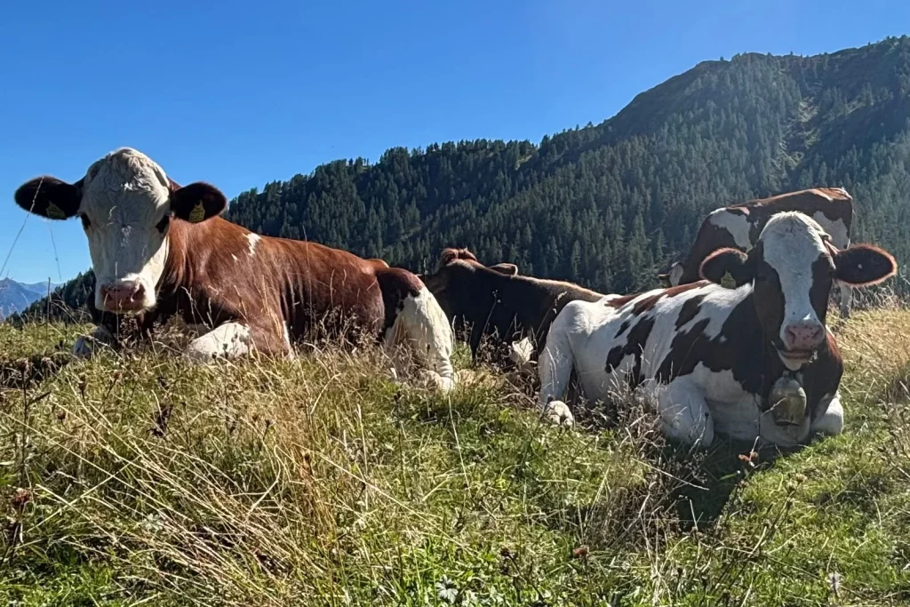 Twee koeien rusten in een zonnige weide