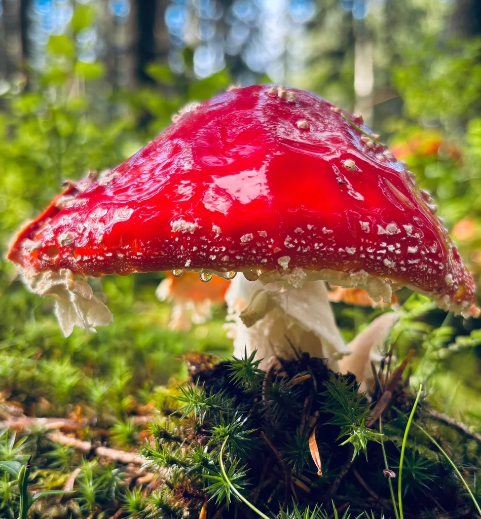 Een rode paddenstoel op groen mos