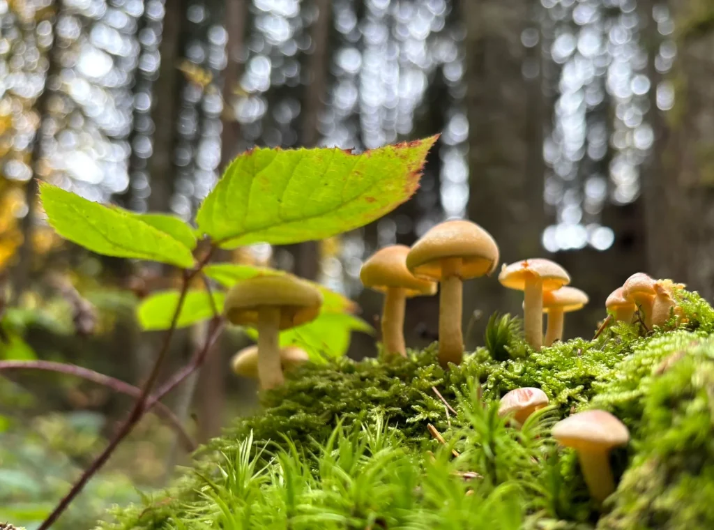 Paddenstoelen tussen groen mos in het bos