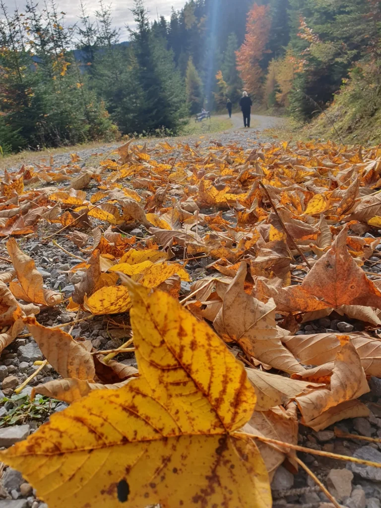 Een herfstblad op een bospad